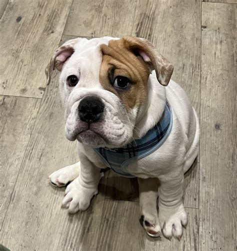 english bulldog breeders atlanta